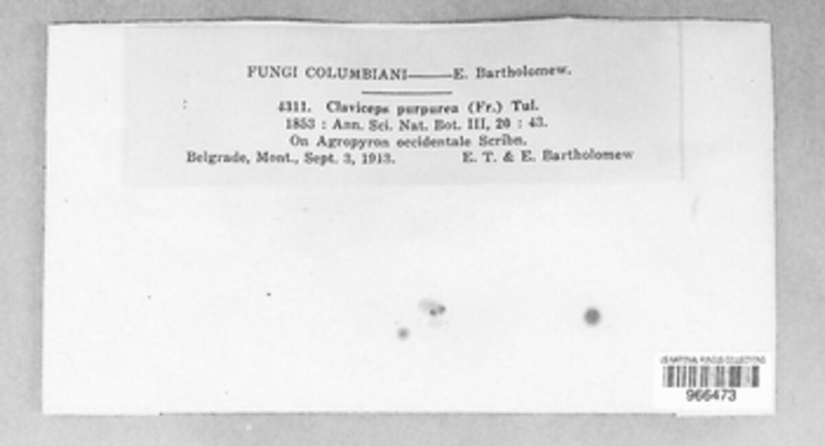 Claviceps purpurea image